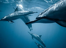 kaiyun-6场2球，埃泽当选阿森纳队内3月最佳球员